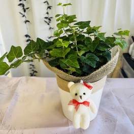 Potted ivy plant in a white container with a small teddy bear decoration