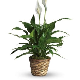 Potted peace lily with white blooms in a woven basket planter