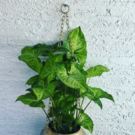 Hanging potted plant with bright green arrow-shaped leaves in a gold planter