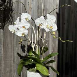 White orchid plant in a textured white pot