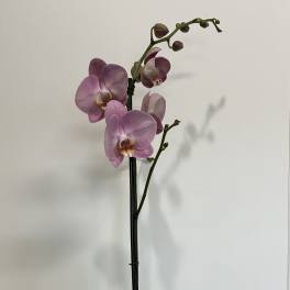 Light Purple Orchid Plant