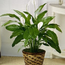 Potted peace lily in a woven basket planter