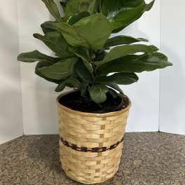Fiddle Fig Plant
