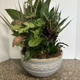 12 inch Dish Garden