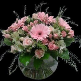 Blush Dream