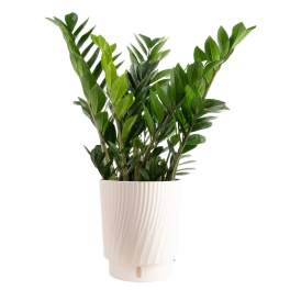 Zamioculcas ZZ