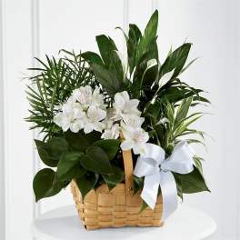 White flowers and green plants arranged in a wicker basket with a white bow