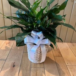 Spathiphyllum Plant