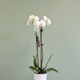 White orchid plant in a white pot on a pedestal