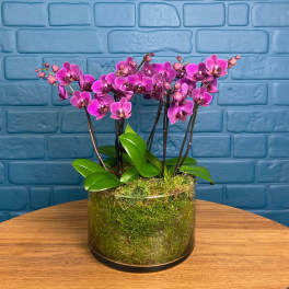 Blissford Orchid Centerpiece Purple
