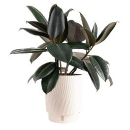Burgundy Rubber Plant