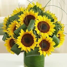Compact bouquet of yellow sunflowers in a clear vase wrapped with broad green leaves