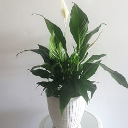 Potted peace lily with white blooms in a white planter