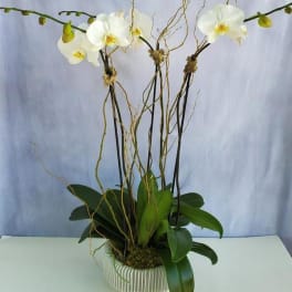 Potted white phalaenopsis orchid plant with tall stems in a white ribbed ceramic bowl