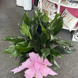 Potted green plant with a large pink bow