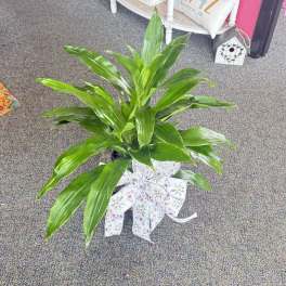 Potted green plant with broad glossy leaves and a butterfly-patterned bow