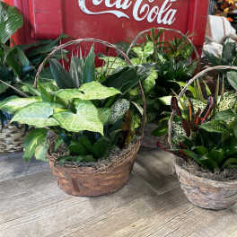 Two woven baskets filled with assorted green houseplants.