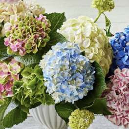 Bouquet of multicolored hydrangeas in a white vase