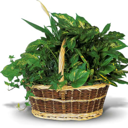 Large Dish Garden