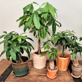 Money Tree- Small