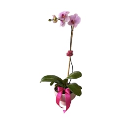 Potted pink orchid with a ribbon bow