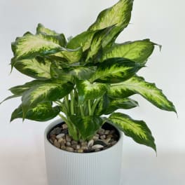 Potted green variegated houseplant in a white planter