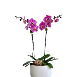 Potted orchid plant with bright pink blooms in a white planter