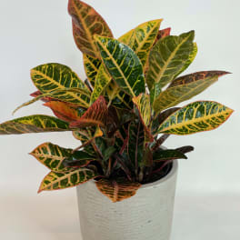Potted croton plant with multicolored variegated leaves in a white planter
