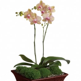 Potted orchid plant with pink blooms in a rectangular ceramic planter