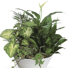 Assorted green houseplants with variegated leaves in a low white bowl planter