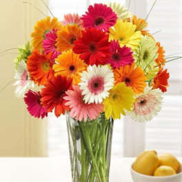 Colorful gerbera daisies arranged in a clear glass vase