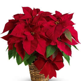 Red poinsettia plant in a woven basket with a red bow
