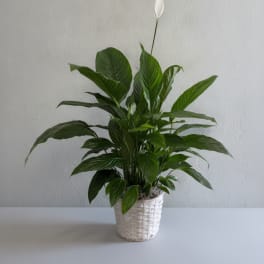 Large peace lily (spathiphyllum)