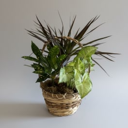 Small Dish Garden
