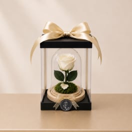 Single white rose under a glass dome with a gold ribbon bow