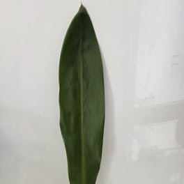 Single large green tropical leaf in a clear glass vase