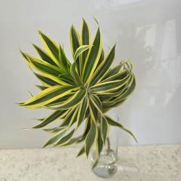Variegated green and yellow foliage in a clear glass vase