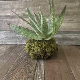 Potted aloe succulent in a moss-covered base