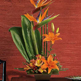 Exotic Grace