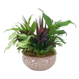 Mixed green houseplants in a decorative ceramic bowl planter