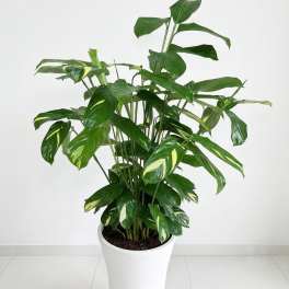Variegated calathea /Low Light Indoor Plant