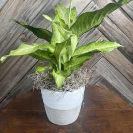 Speckle Dreams Dieffenbachia