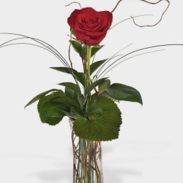 Single red rose in a tall clear glass vase