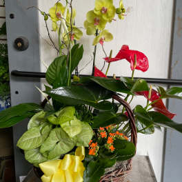Basket arrangement with yellow orchids, red anthuriums, and orange flowers