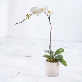 Single Stem Orchid