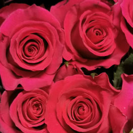 Close-up of bright pink roses clustered together