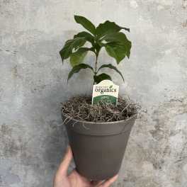 Potted green coffee plant in a gray container