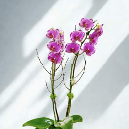 Blushing Promise Orchid Plant