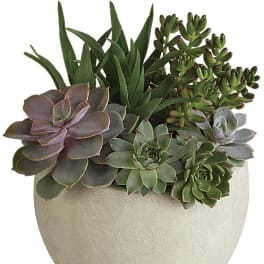 Succulent arrangement in a round beige pot