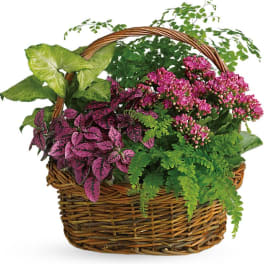 Wicker basket filled with pink flowering plants and green foliage